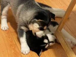 10-недельные щенки сибирского хаски готовы переехать в новый дом