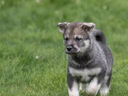 10 viikon ikäinen ruotsinhirvenkoiran pentu – Erinomainen perhe- ja metsästyskoira!