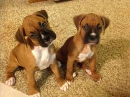 Aivan upeita bokserinpentuja