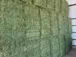 Alfalfa Hay for sale - photo 1