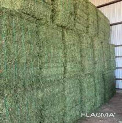 Alfalfa Hay for sale