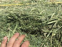 Alfalfa hay