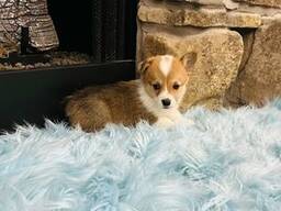 Älykkäät welsh corgi pembroken pennut