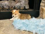 Älykkäät welsh corgi pembroken pennut - фото 1