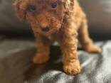 Apricot Mini Poodles - фото 3