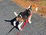 Beaglenpentuja - фото 3
