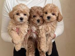 Ihastuttavia maltipoo-pentuja