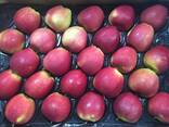 Best apples from Poland wholesale