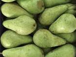 Best pears from Poland wholesale - фото 4