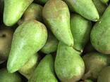 Best pears from Poland wholesale - фото 5