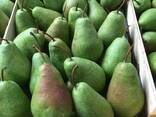 Best pears from Poland wholesale - фото 7