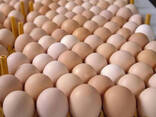 Best Quality Fresh Brown Table Chicken Eggs/White Table Chicken Eggs / Fresh Farm Eggs - photo 5