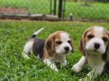 Щенки бигля ищут постоянный дом. - фото 3