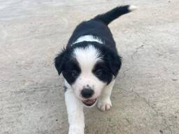 Bordercollien pennut