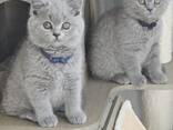 British shorthair - photo 2