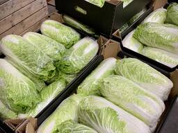 Chinese cabbage / Poland
