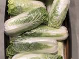 Chinese cabbage / Poland - photo 3