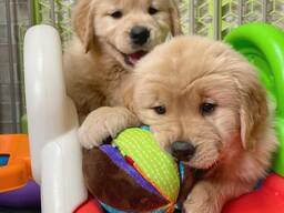 Companion Golden Retriever