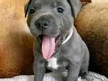 Dog - фото 2