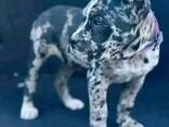 Dog - фото 2