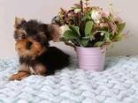 Dog - photo 1