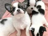 Dog - photo 1