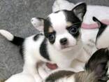 Dog - photo 2