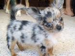Dog - photo 1