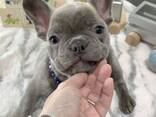 Dog - photo 1