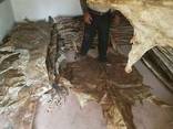 Donkey hides - photo 1