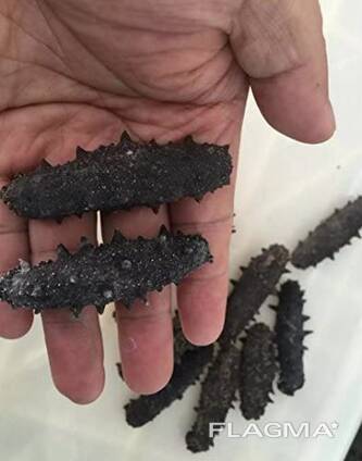 Dried Sea Cucumber