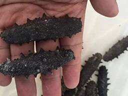 Dried Sea Cucumber