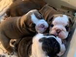 Englanninbulldogin pentuja saatavilla - фото 1