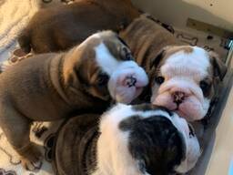 Englanninbulldogin pentuja saatavilla