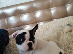 Щенки французского бульдога на продажу