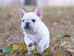 Французского бульдога