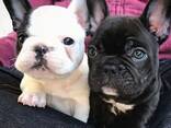 Французского бульдога - фото 1