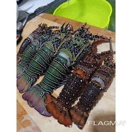 Fresh Live Lobster | Wholesale Live Canadian Lobsters
