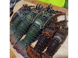 Fresh Live Lobster | Wholesale Live Canadian Lobsters