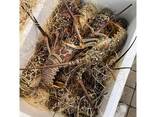 Fresh Live Lobster | Wholesale Live Canadian Lobsters - photo 2