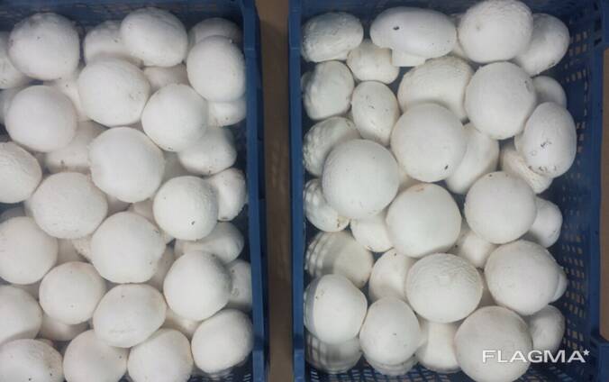 Fresh quality champignons from Poland