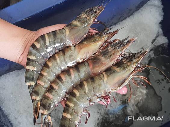 Fresh Shrimps