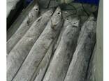 Frozen fresh whole round ribbon fish for sale - photo 1