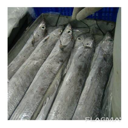 Frozen fresh whole round ribbon fish for sale