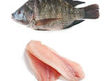 Frozen Tilapia Fish - photo 1