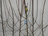 Fruit trees saplings - фото 10