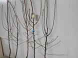 Fruit trees saplings - фото 12