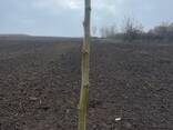 Fruit trees saplings - фото 14