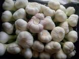 Garlic - photo 1