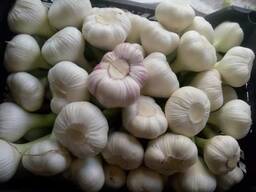 Garlic